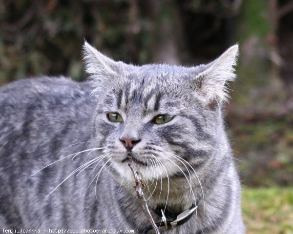 Photo de Chat domestique