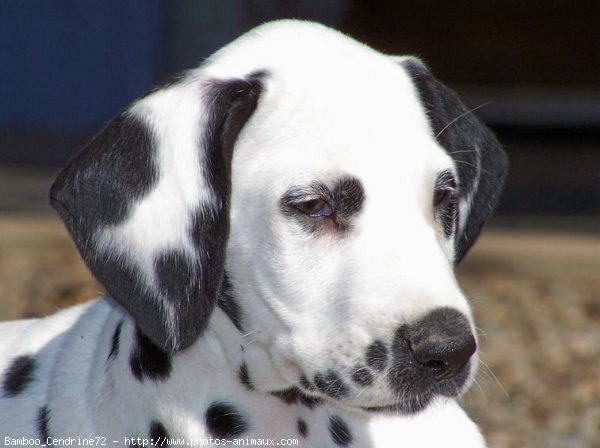 Photo de Dalmatien