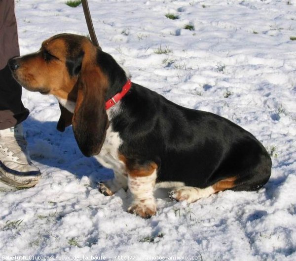 Photo de Basset hound