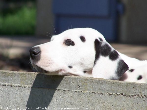 Photo de Dalmatien