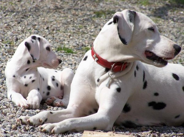 Photo de Dalmatien