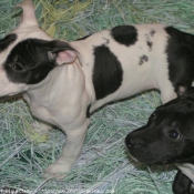 Photo d'American staffordshire terrier