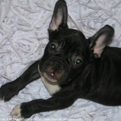 Photo de Bouledogue franais