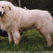 Photo de Chien de montagne des pyrnes