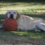 Photo de Labrador retriever