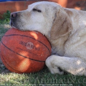 Photo de Labrador retriever