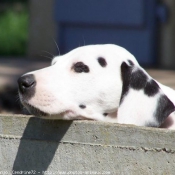 Photo de Dalmatien