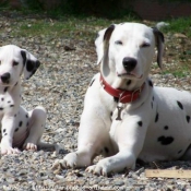 Photo de Dalmatien