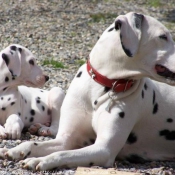 Photo de Dalmatien