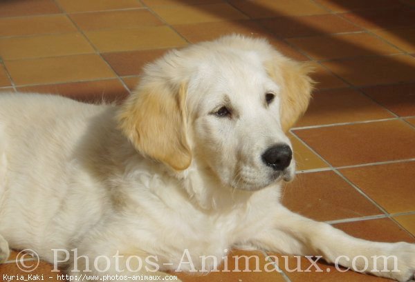 Photo de Golden retriever