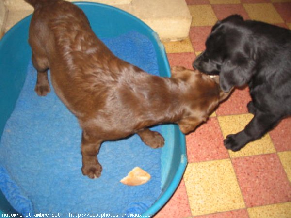 Photo de Labrador retriever