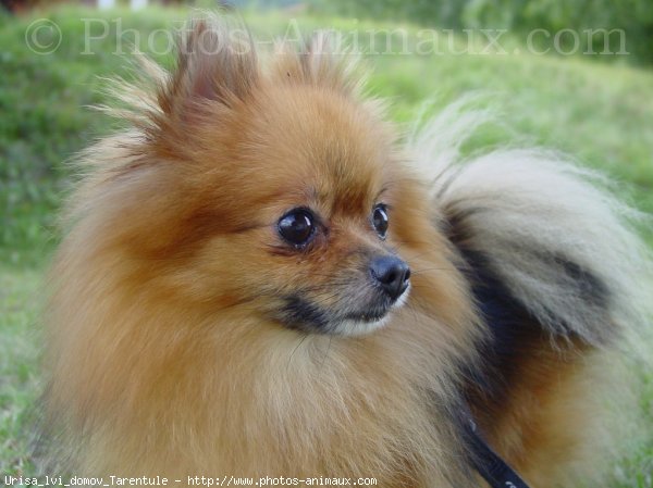 Photo de Spitz moyen