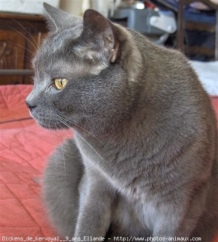 Photo de Chartreux