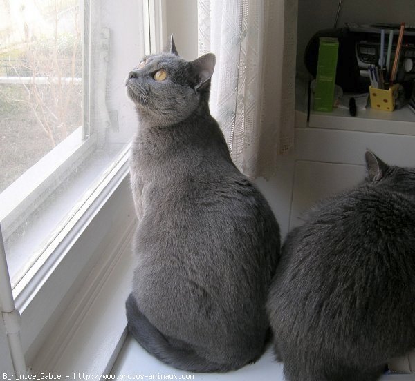 Photo de Chartreux