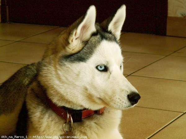 Photo de Husky siberien