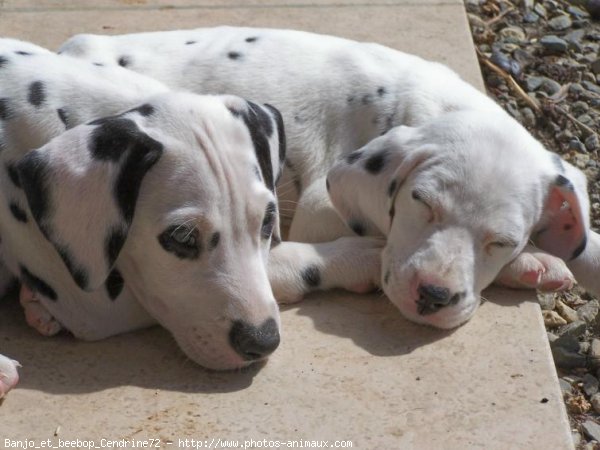 Photo de Dalmatien