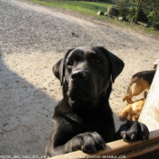 Photo de Labrador retriever