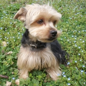 Photo de Yorkshire terrier