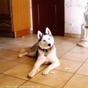 Photo de Husky siberien