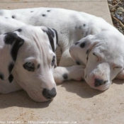 Photo de Dalmatien