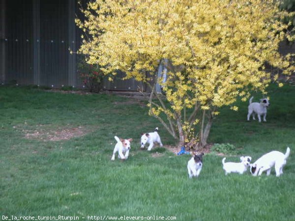 Photo de Jack russell terrier