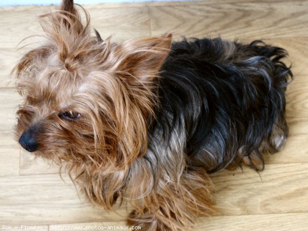 Photo de Yorkshire terrier