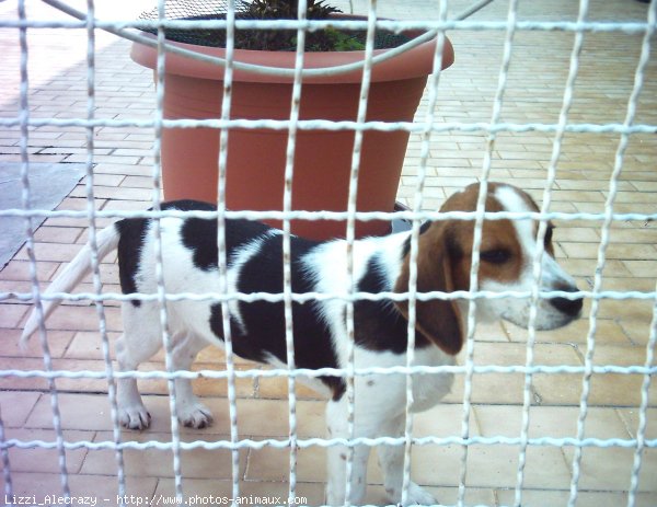 Photo de Beagle