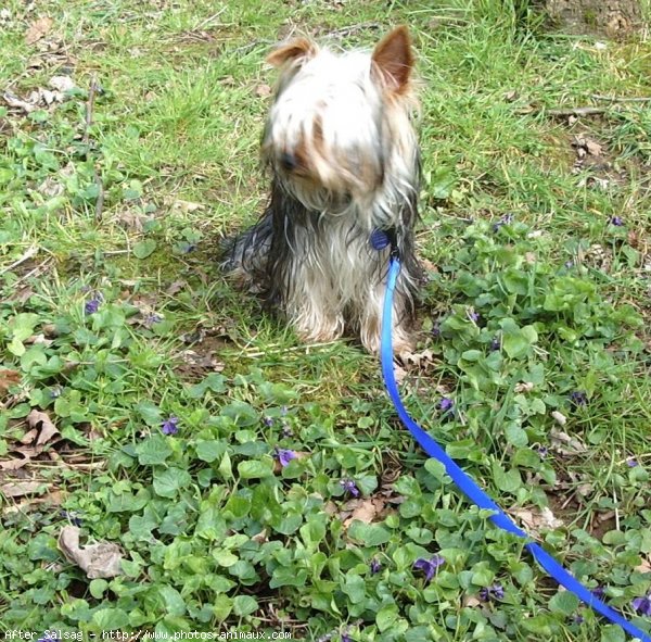 Photo de Yorkshire terrier