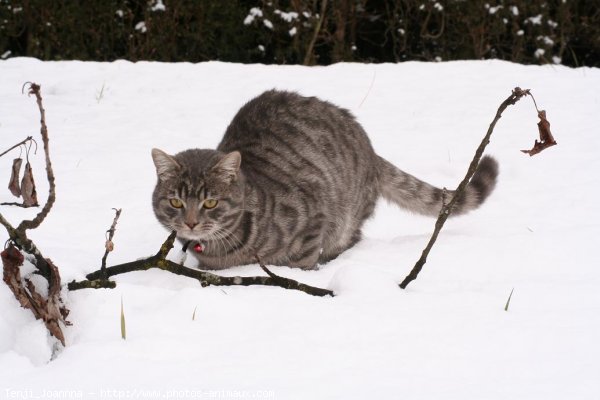 Photo de Chat domestique