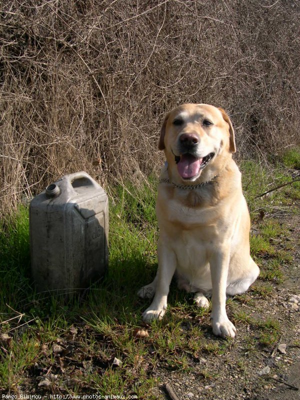 Photo de Labrador retriever