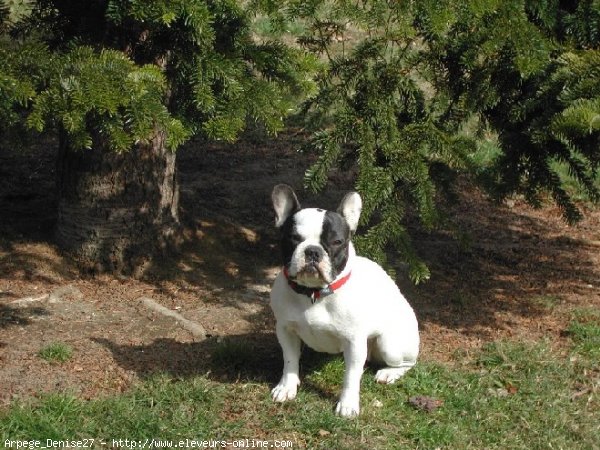 Photo de Bouledogue franais