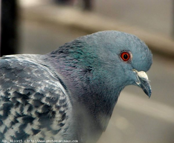 Photo de Pigeon