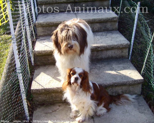 Photo de Cavalier king charles spaniel