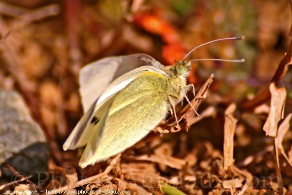 Photo de Papillon