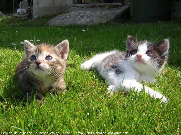 Photo de Chat domestique