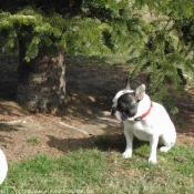 Photo de Bouledogue franais