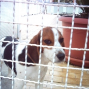 Photo de Beagle