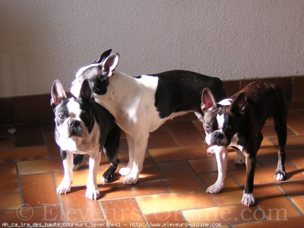 Photo de Boston terrier