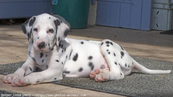 Photo de Dalmatien