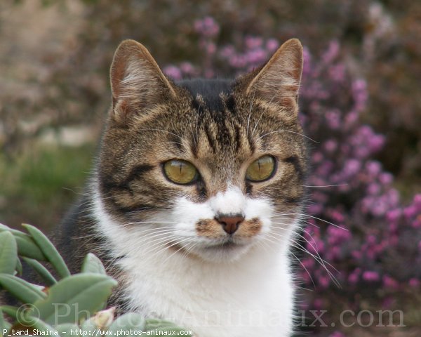 Photo de Chat domestique