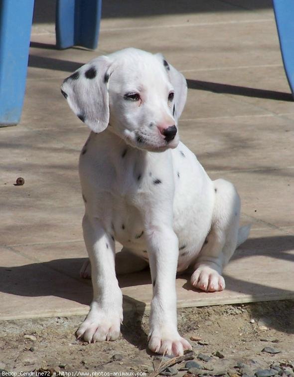 Photo de Dalmatien