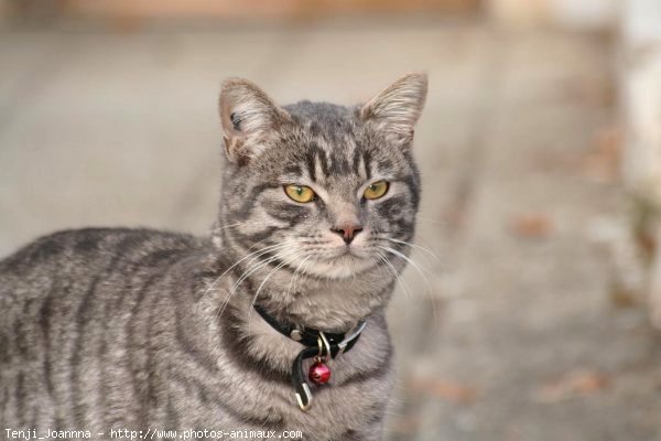 Photo de Chat domestique