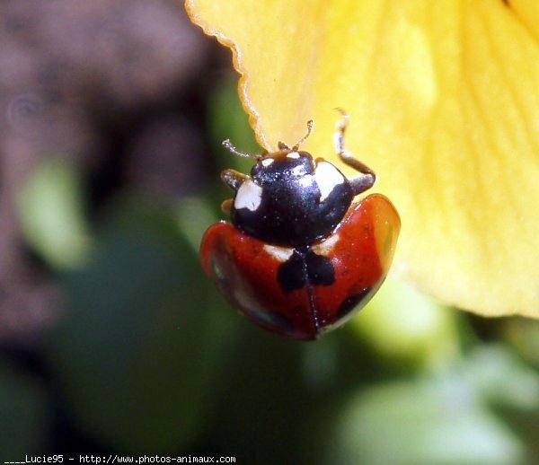 Photo de Coccinelle