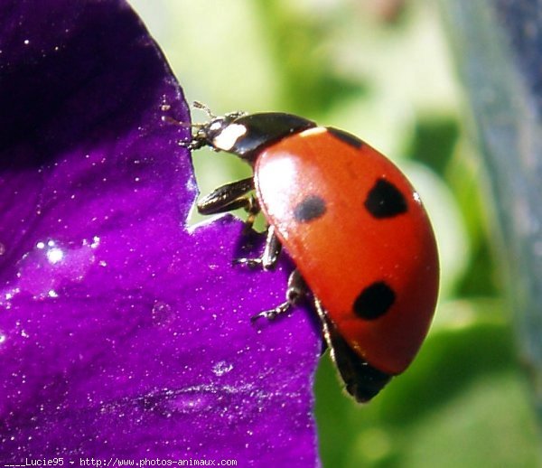 Photo de Coccinelle