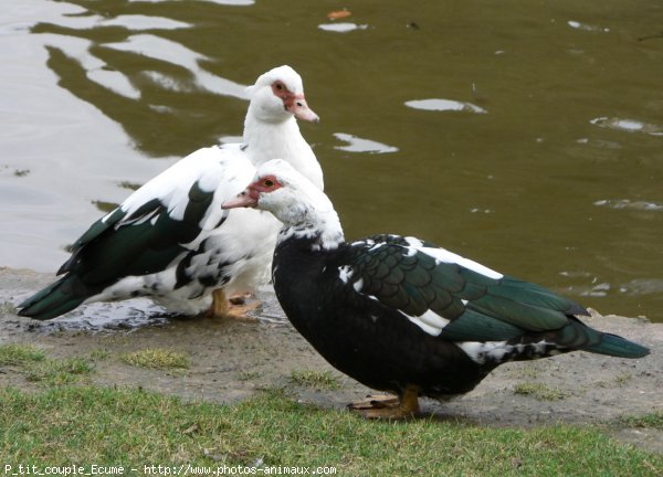 Photo de Canard de barbarie