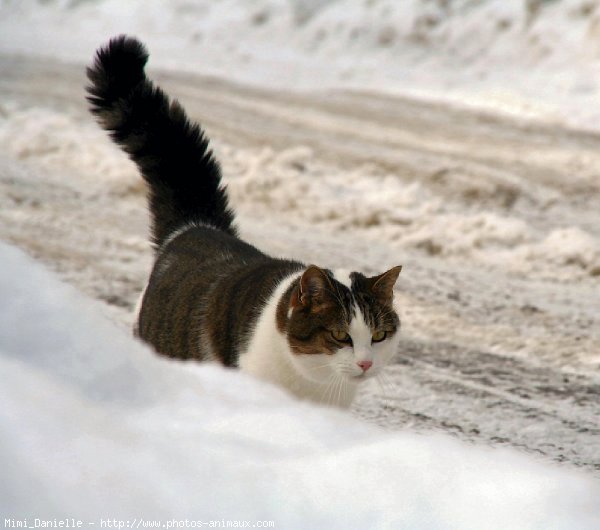 Photo de Chat domestique