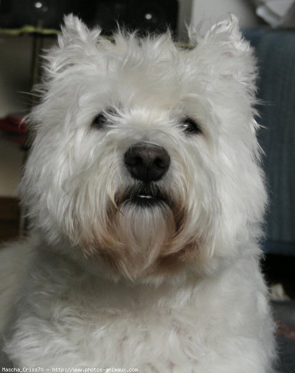 Photo de West highland white terrier