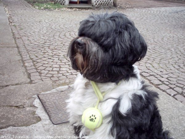 Photo de Terrier tibetain