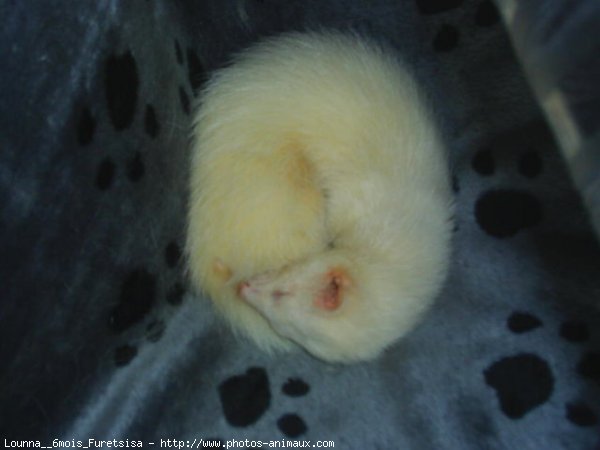 Photo de Furet