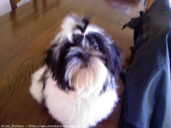 Photo de Shih tzu